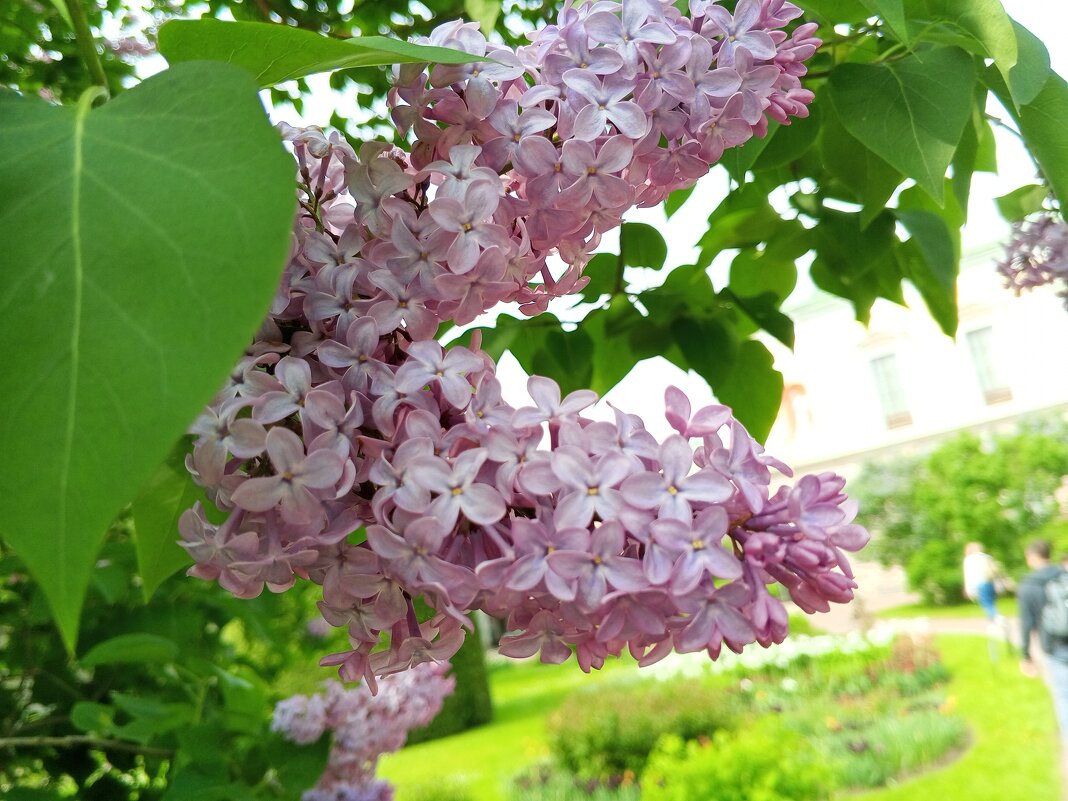 Сирень - Сапсан 