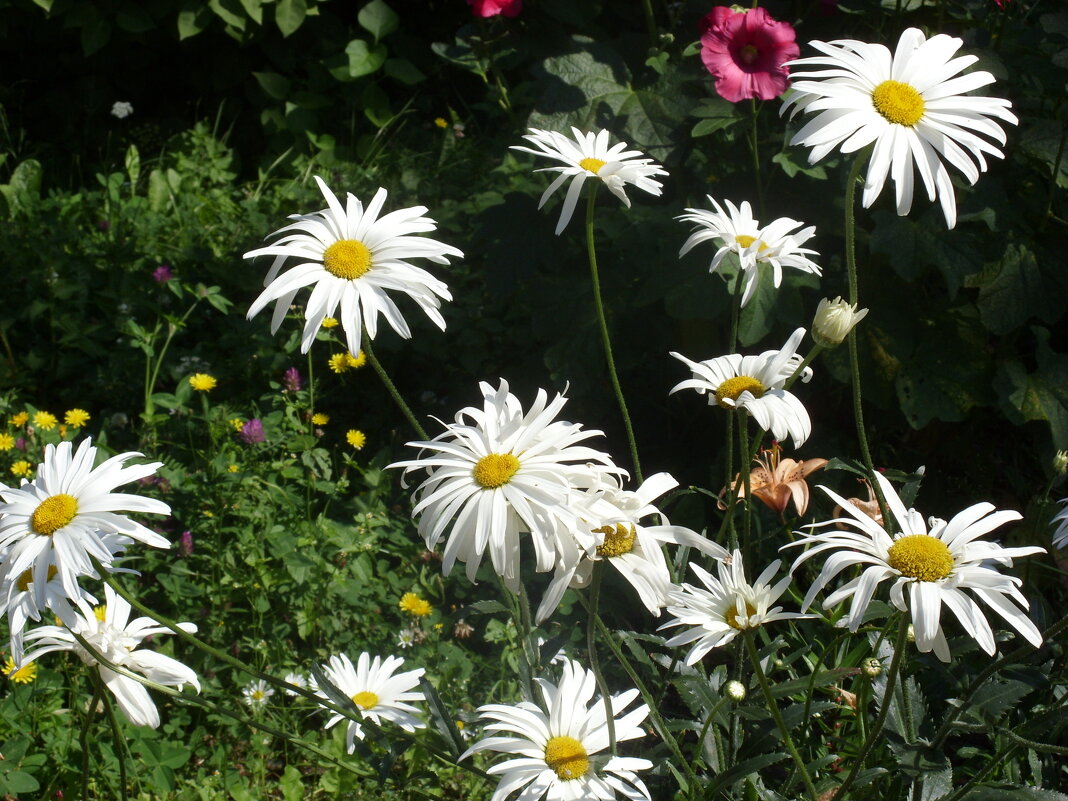 Ромашки бывают разные. - Ирина ***