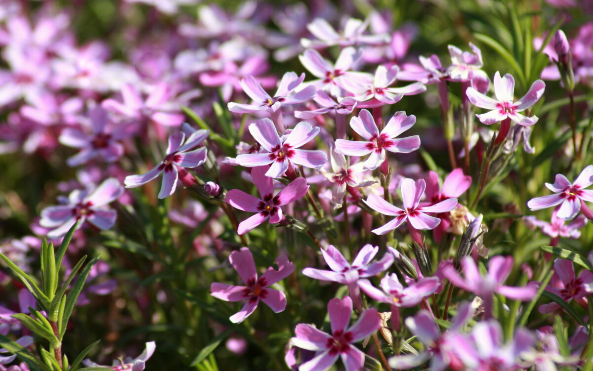 Флокс шиловидный - Нэля Лысенко