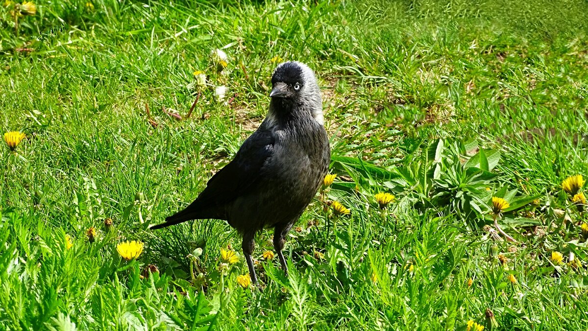 Галка позирует. - Милешкин Владимир Алексеевич Галка позирует. - Милешкин Владимир Алексеевич