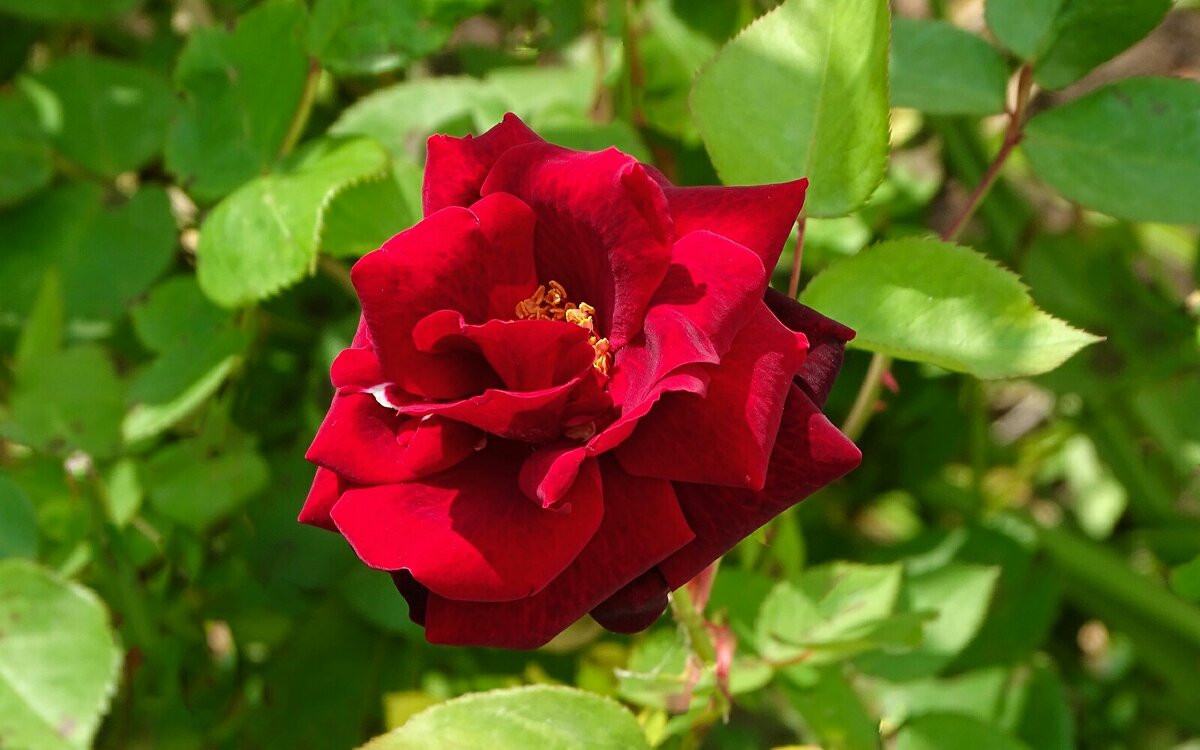 Лето и цветы - Милешкин Владимир Алексеевич Лето и цветы - Милешкин Владимир Алексеевич