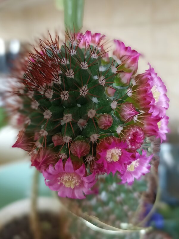 И даже кактус цветёт буйным цветом... - Pippa И даже кактус цветёт буйным цветом... - Pippa