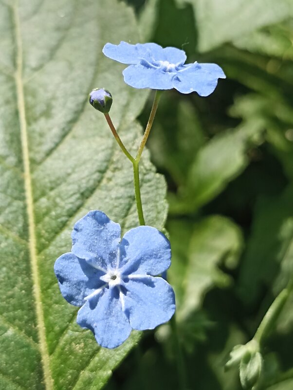 Незабудки - Pippa 