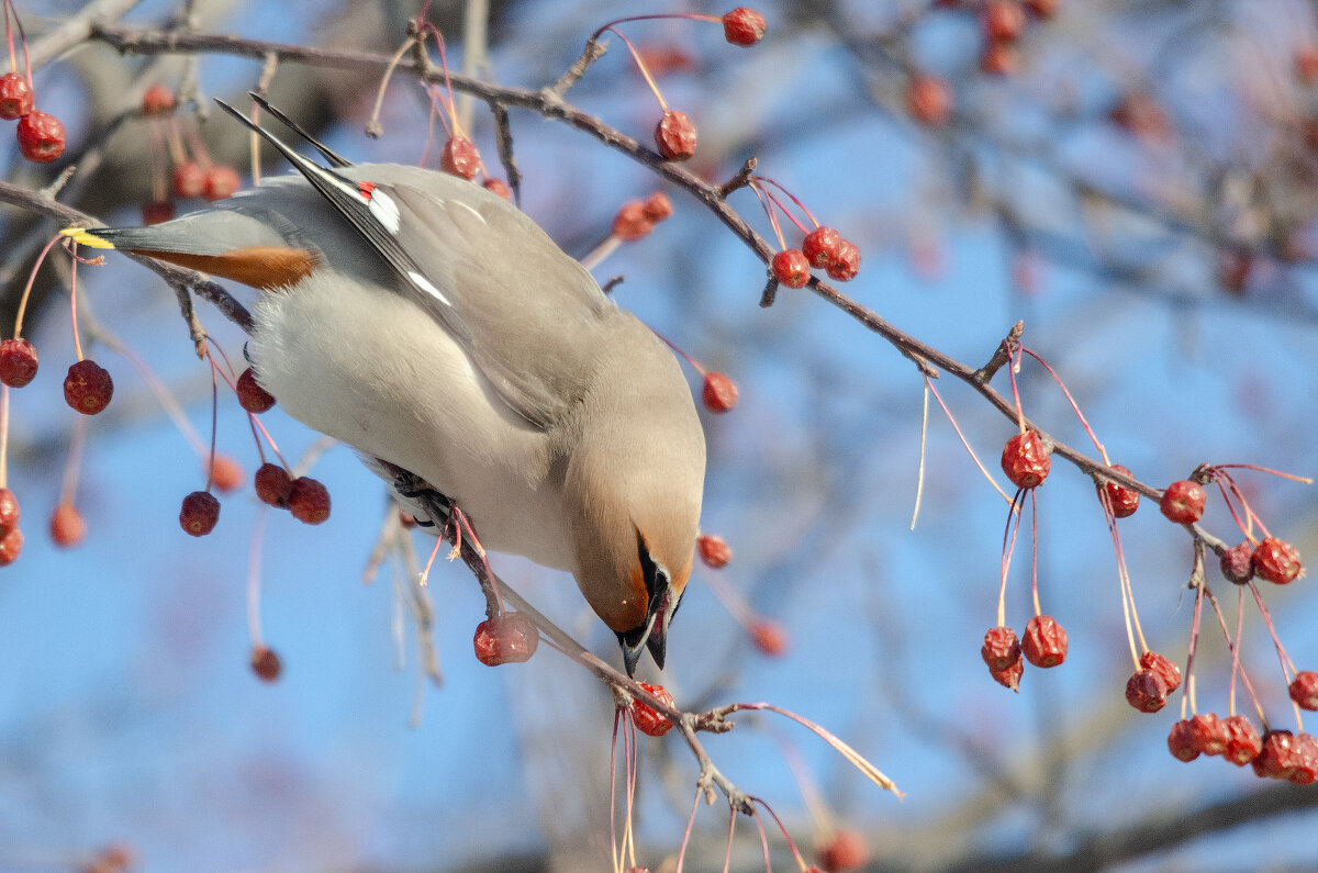 Свиристель. - Виктор Иванович Чернюк