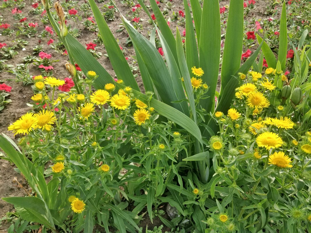 Городские цветы... - Андрей Хлопонин Городские цветы... - Андрей Хлопонин