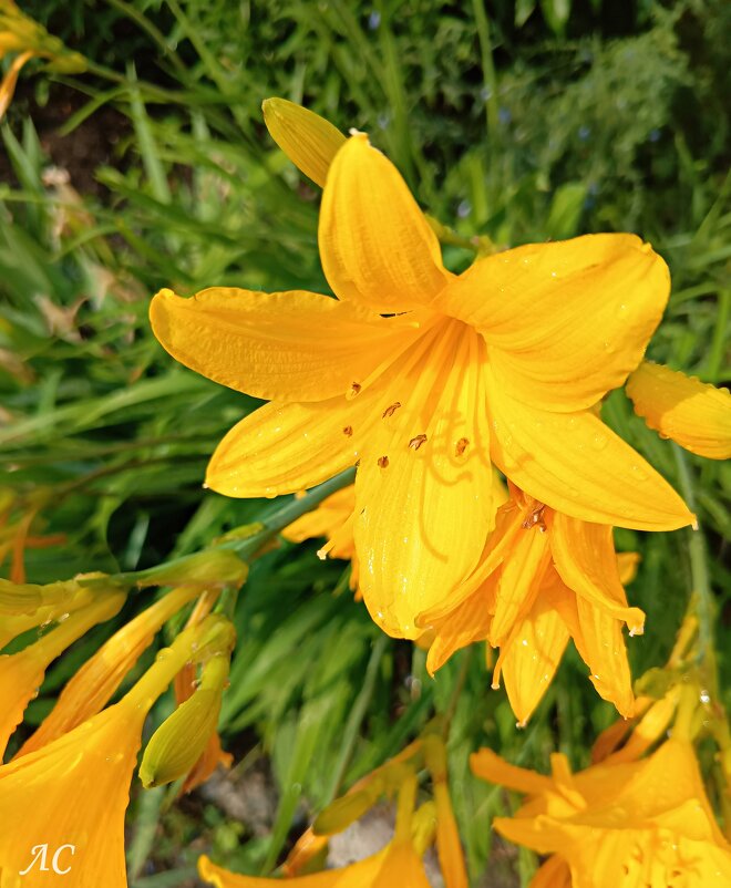 Лилейник - Любовь Сахарова