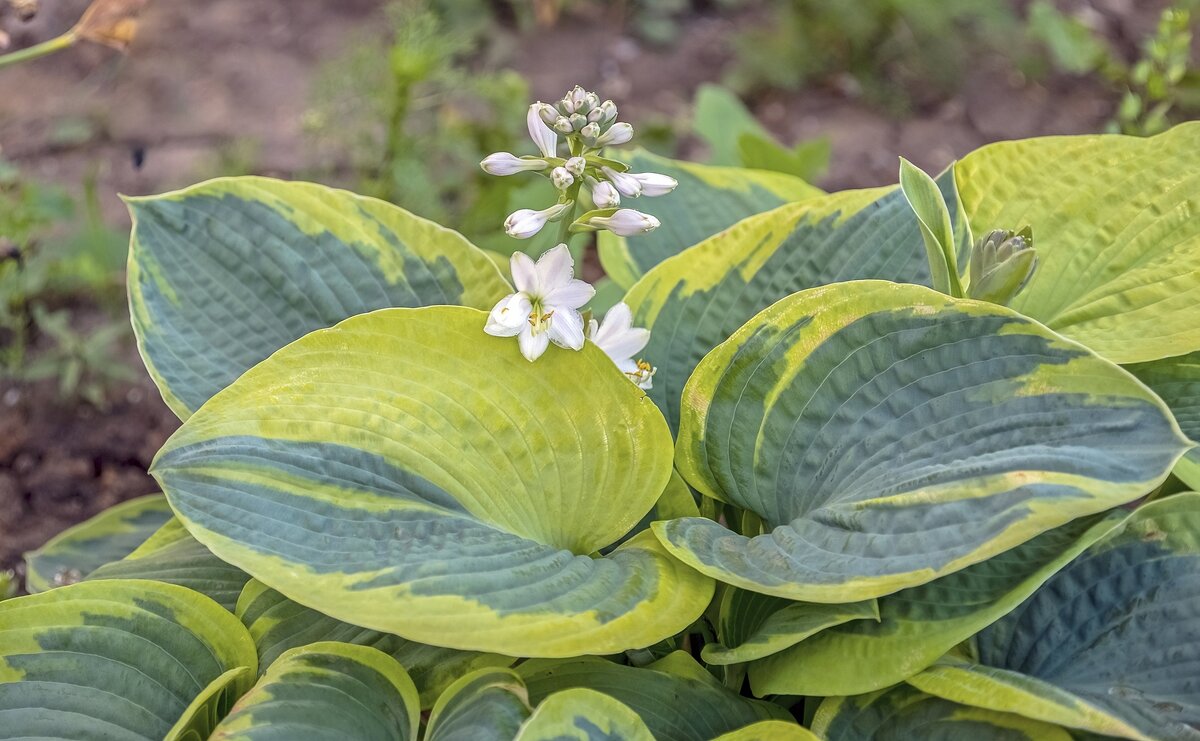 Вот и хоста зацвела - Валерий Иванович
