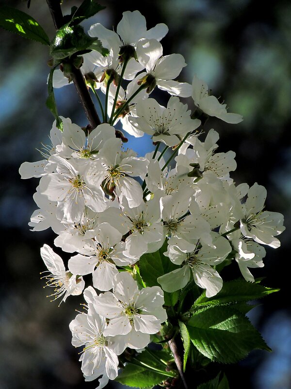 Весна - Роман Савоцкий Весна - Роман Савоцкий