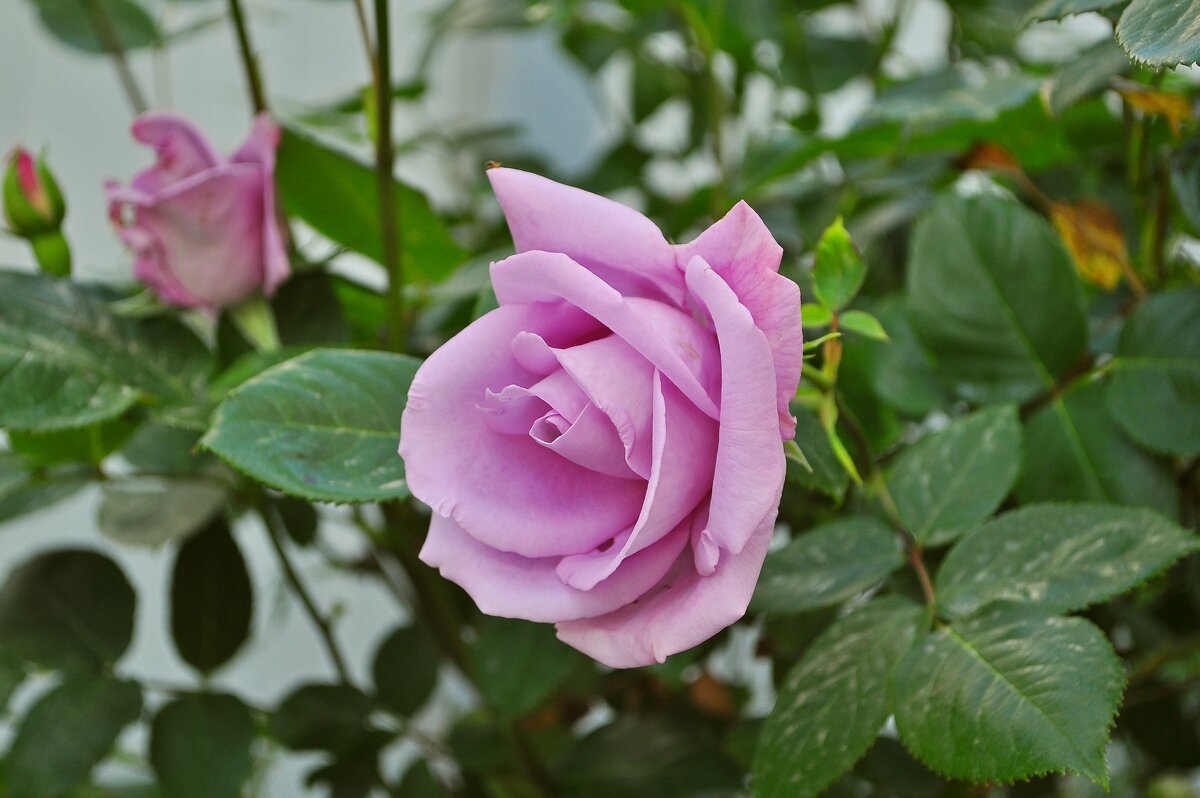 Роза - Vladimir Lisunov