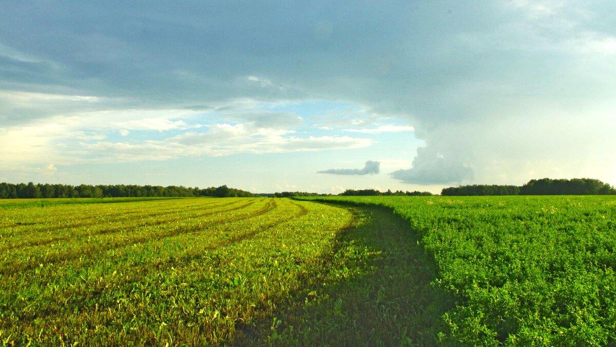 Поле - Сергей Швечков