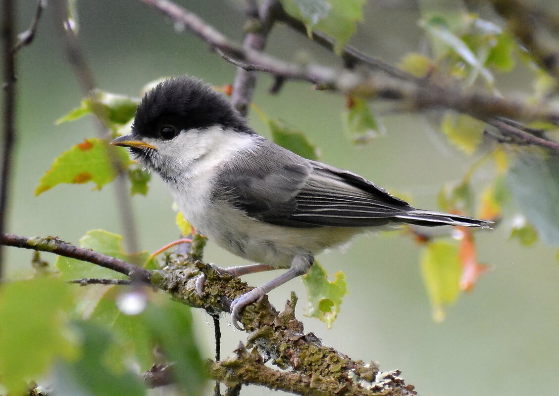 Пухляк (молодой) - Владислав Иопек