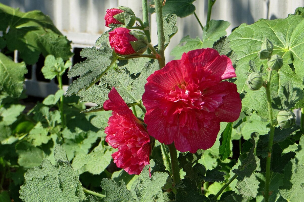 Мальва махровая - Татьяна Смоляниченко