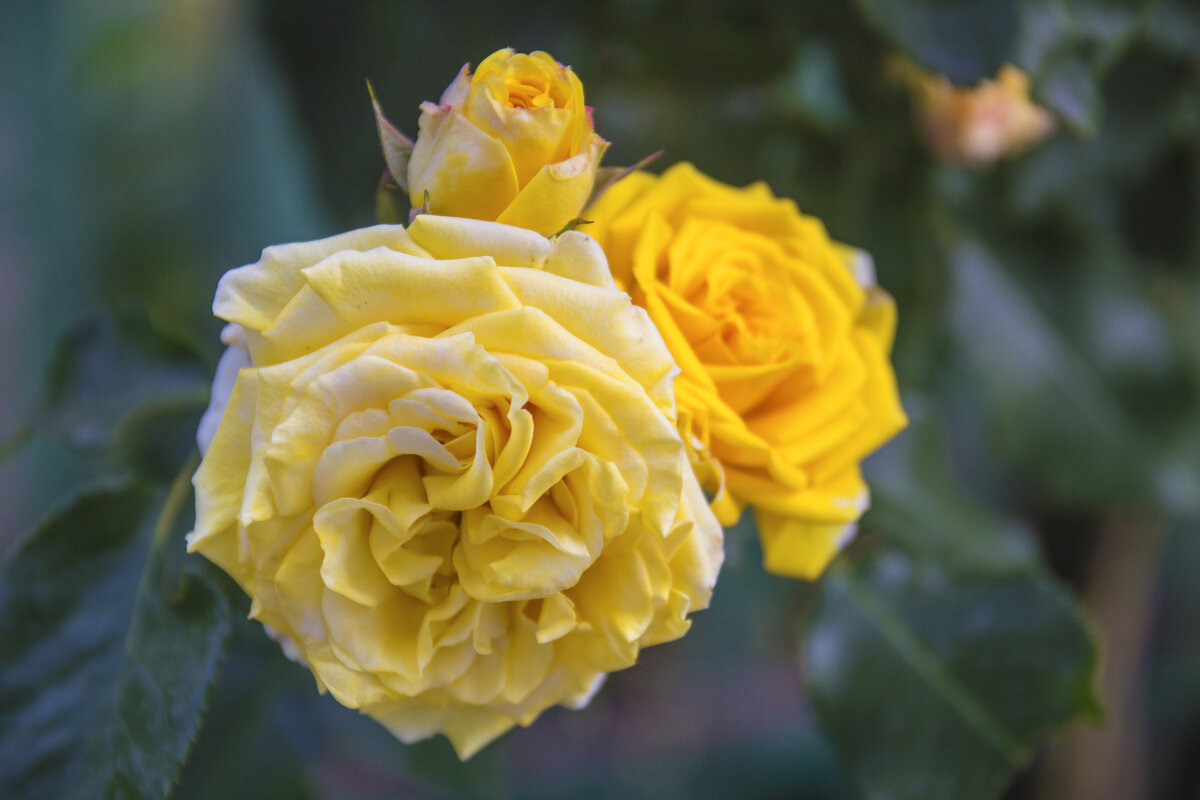 Жёлтые  розы - Валентин Семчишин