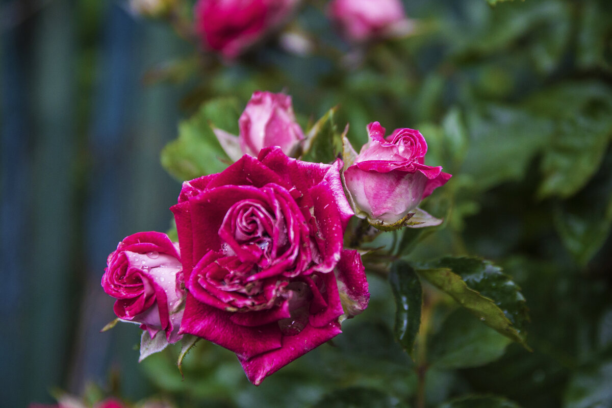 Алая роза Руби  Стар - Валентин Семчишин