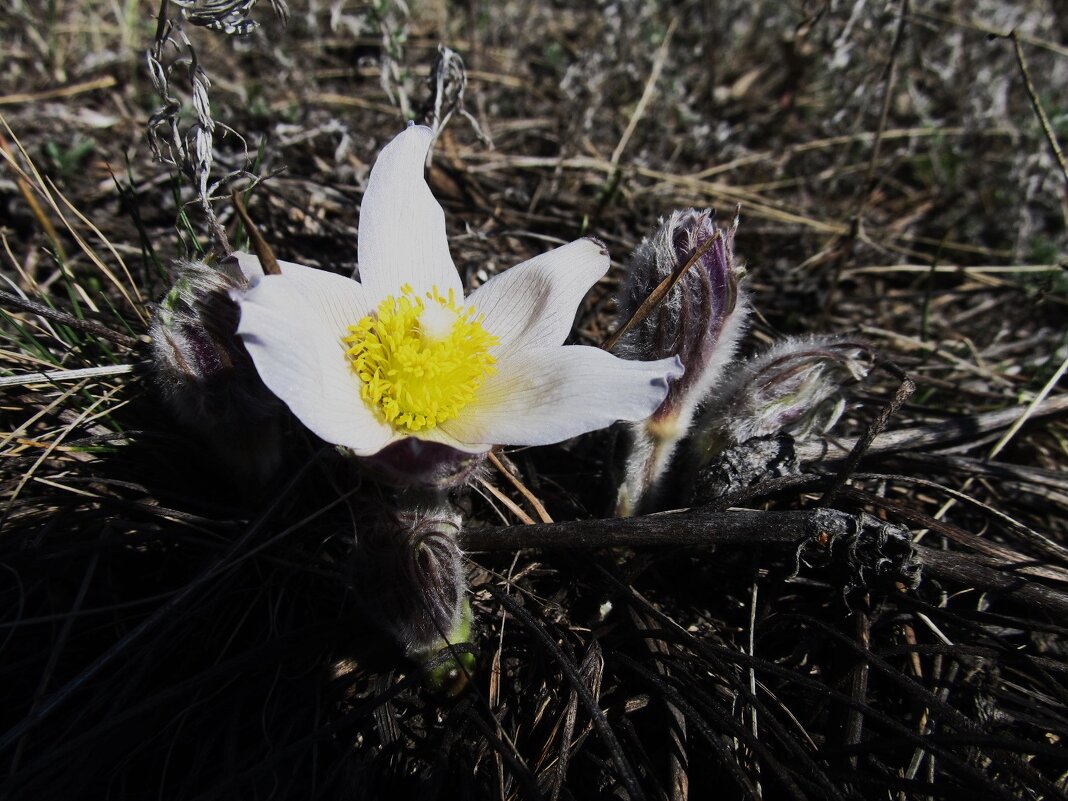 прекрасная сон-трава - Елена Шаламова прекрасная сон-трава - Елена Шаламова