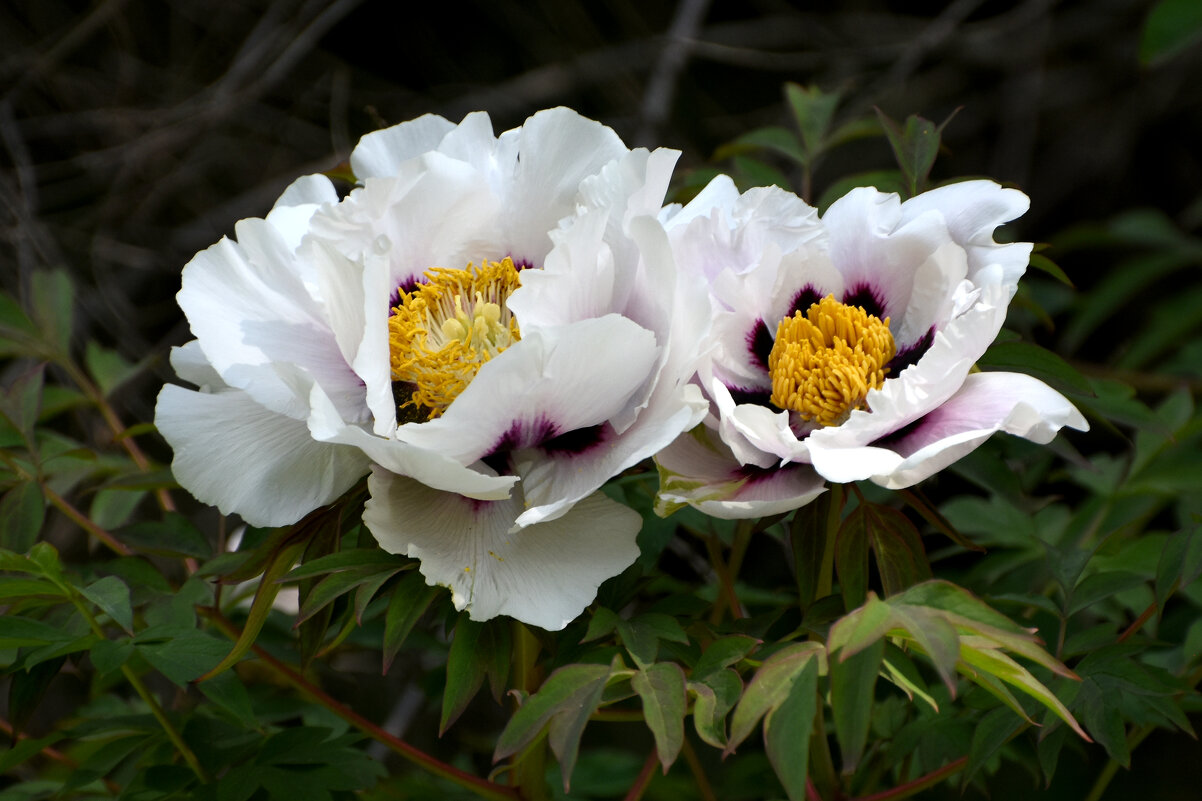 Москва. Весна в Аптекарском... - Наташа ***** Москва. Весна в Аптекарском... - Наташа *****
