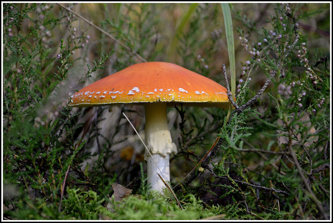 Лесной доктор... - Aleksandr Gal