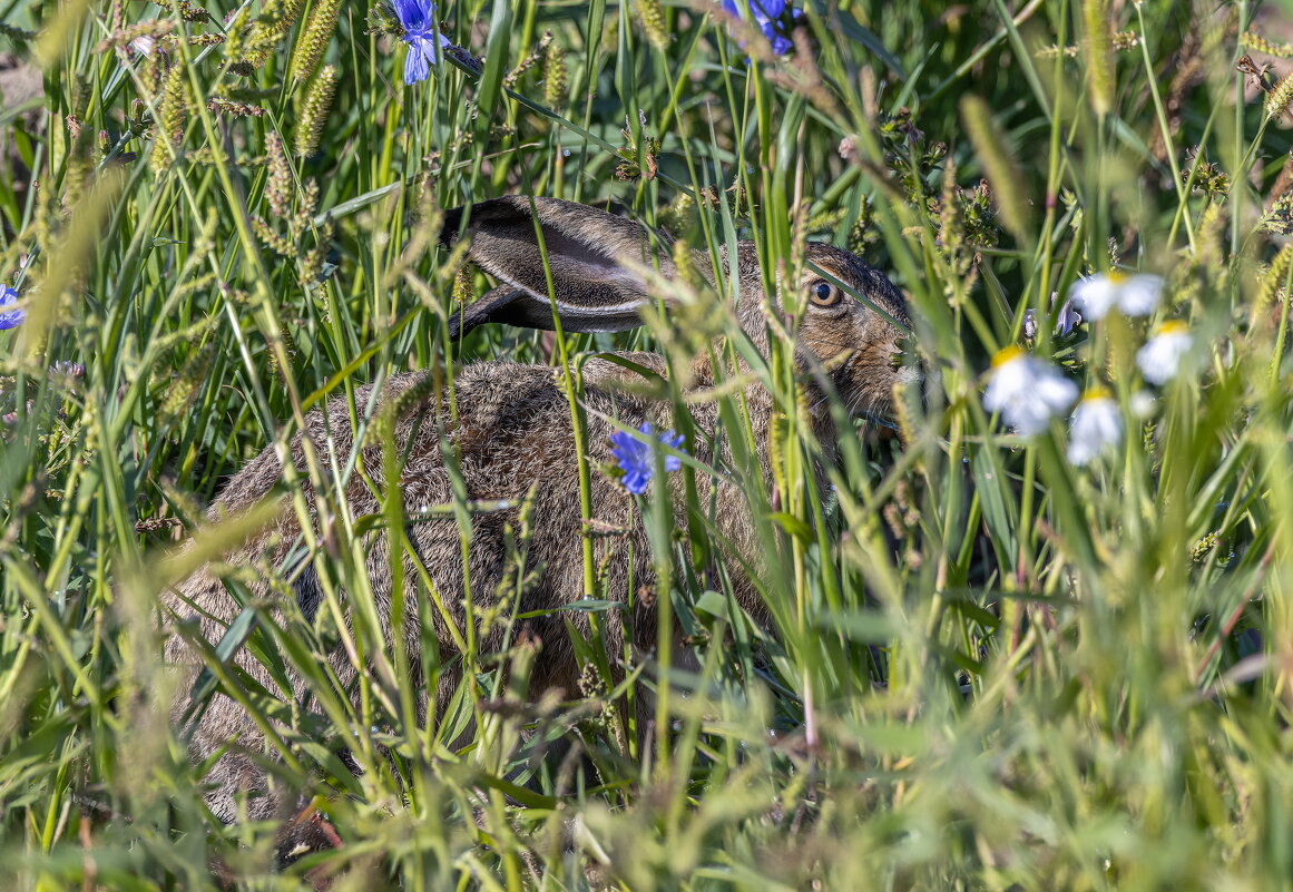 заяц прикинулся ветошью.делает вид,что его не видно. - юрий макаров заяц прикинулся ветошью.делает вид,что его не видно. - юрий макаров