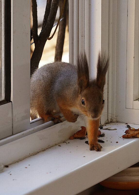 Гостья. - Валентин Гостья. - Валентин