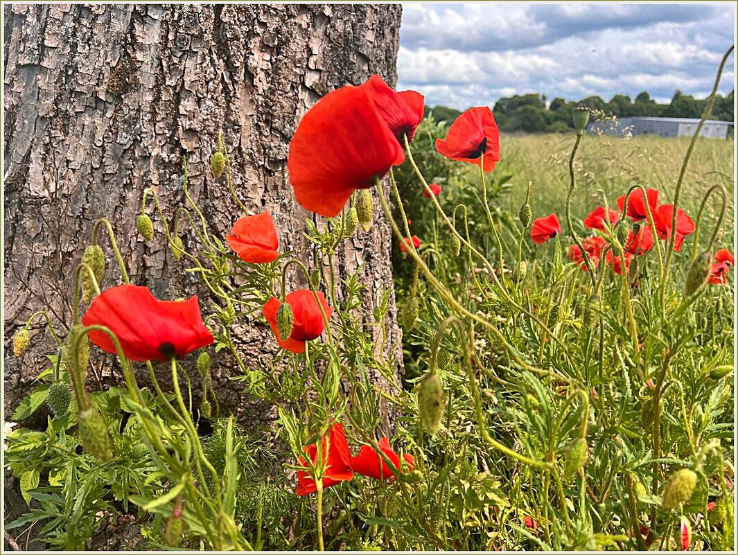 Милые маки. - Валерия Комова