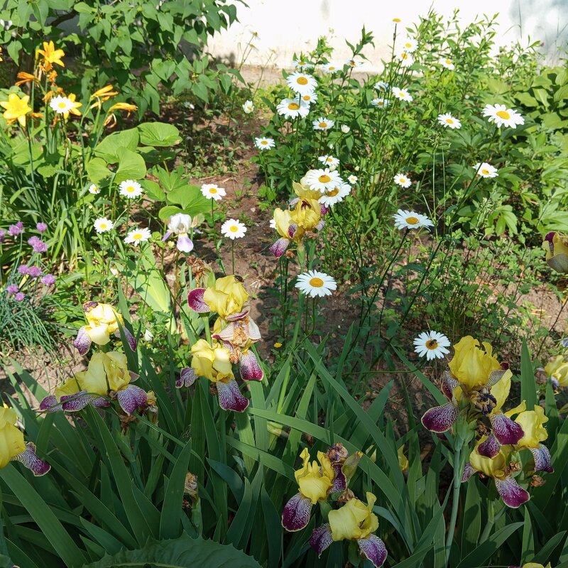 На полянке - Елена Семигина