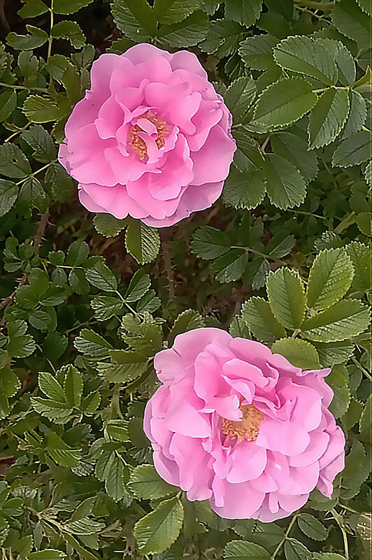 Шиповник - Елена Семигина