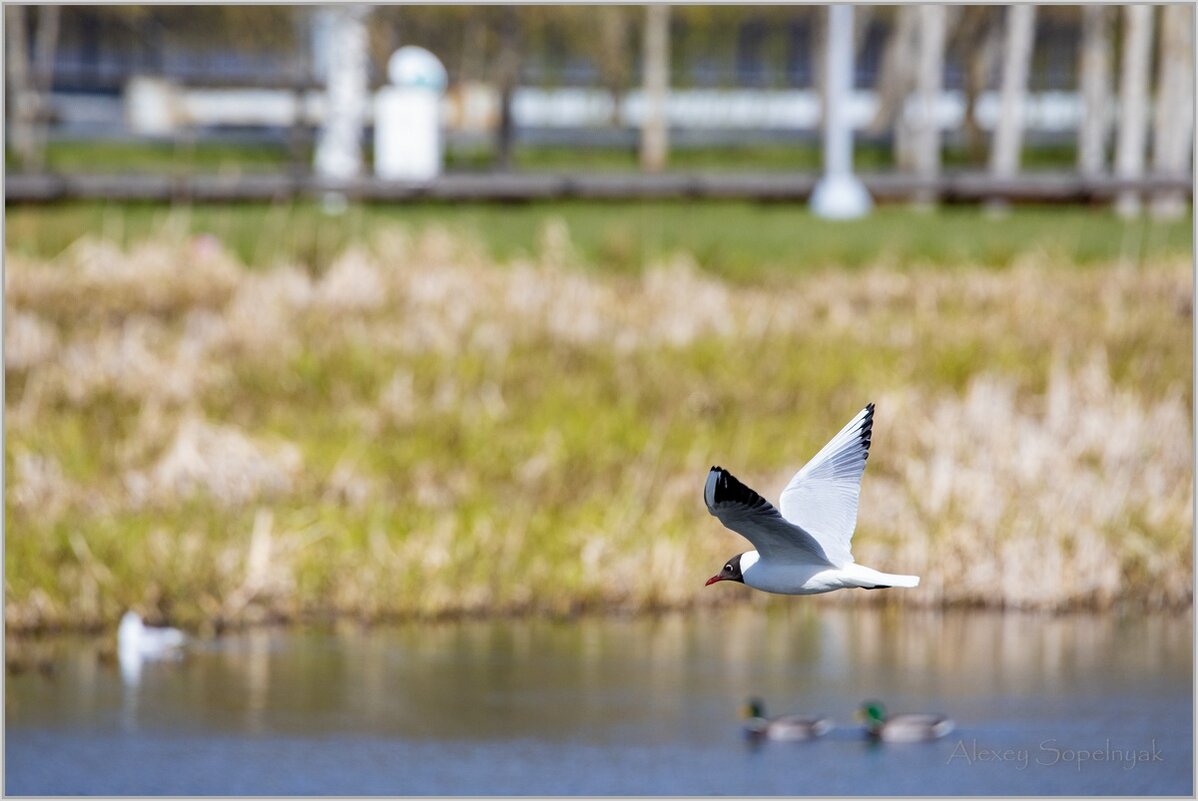 Полет над водой - Алексей Сопельняк