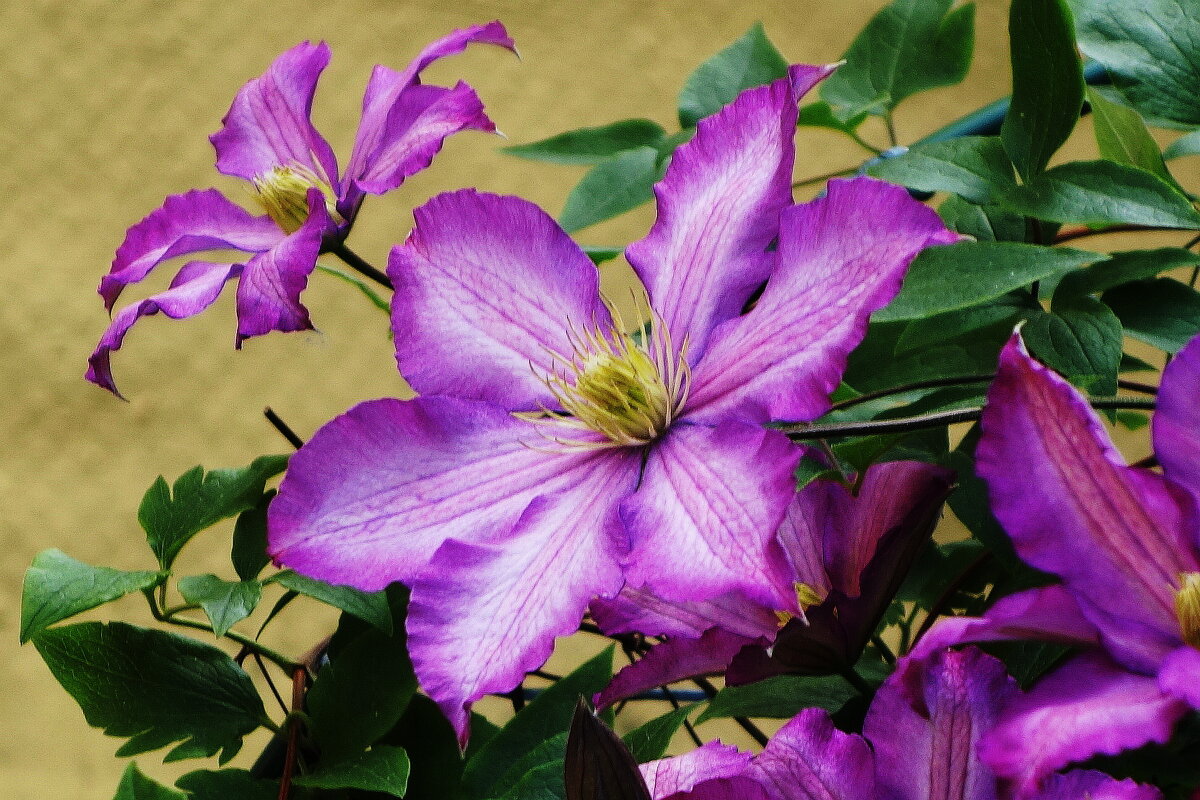 Клематис - Рита Симонова