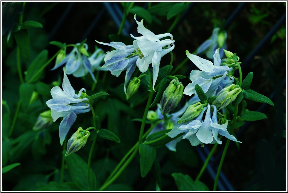 ЭТЮД... - Elvira E. 