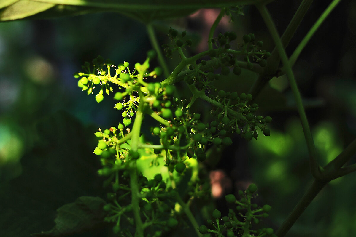 Виноград - Юрий Гайворонскiий