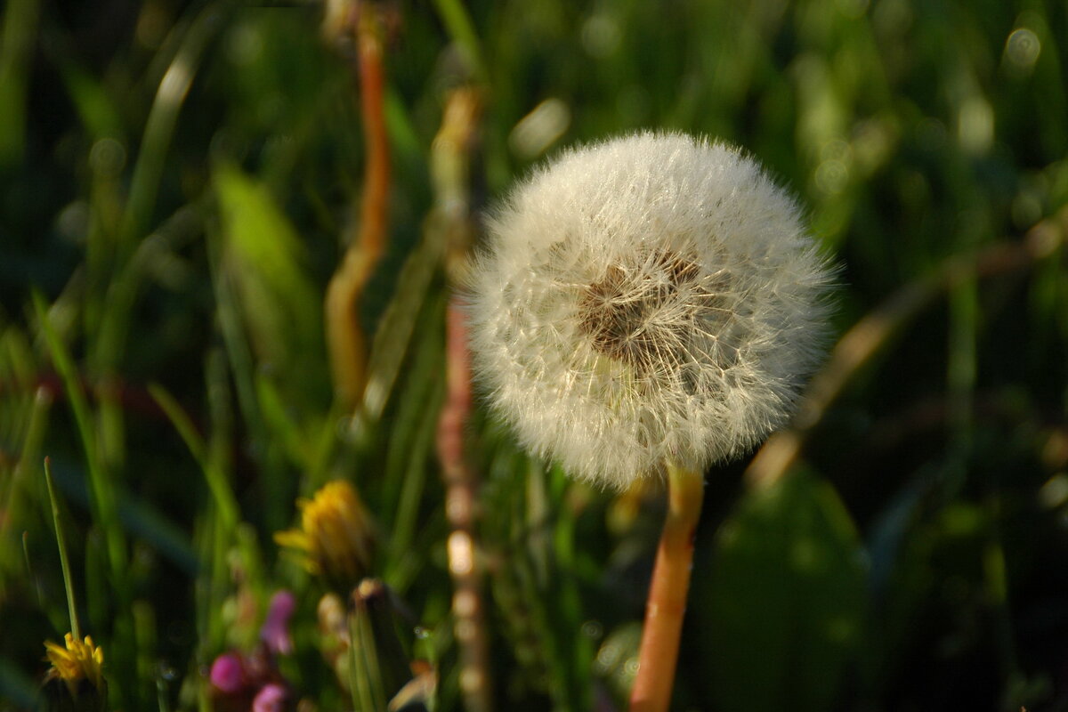 ... - Елена Пономарева