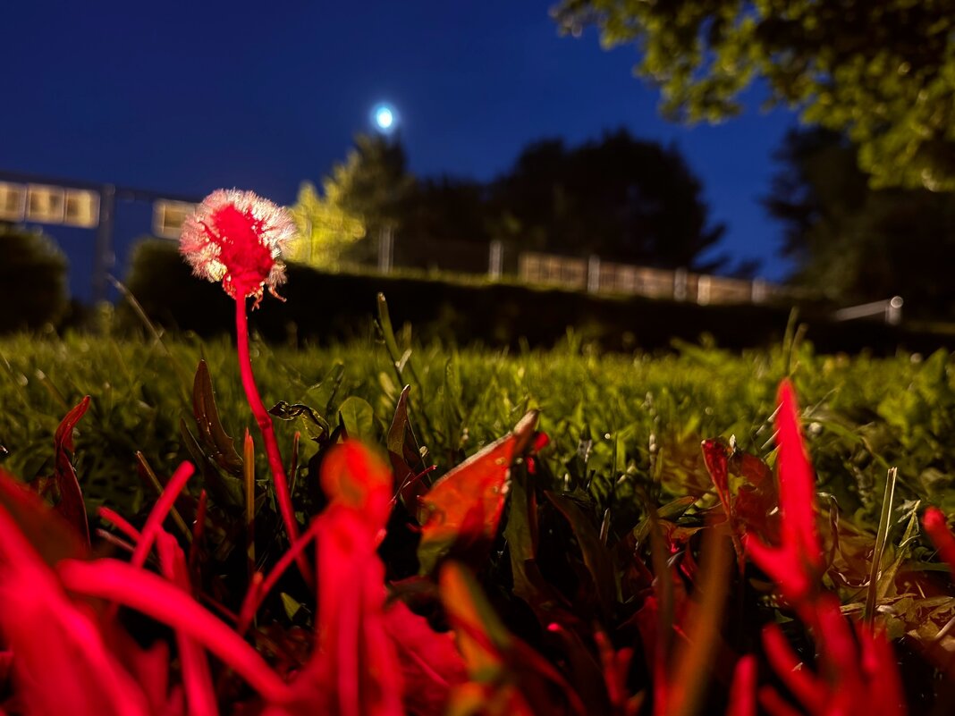 Летние ночи ✨ - Анна Камс