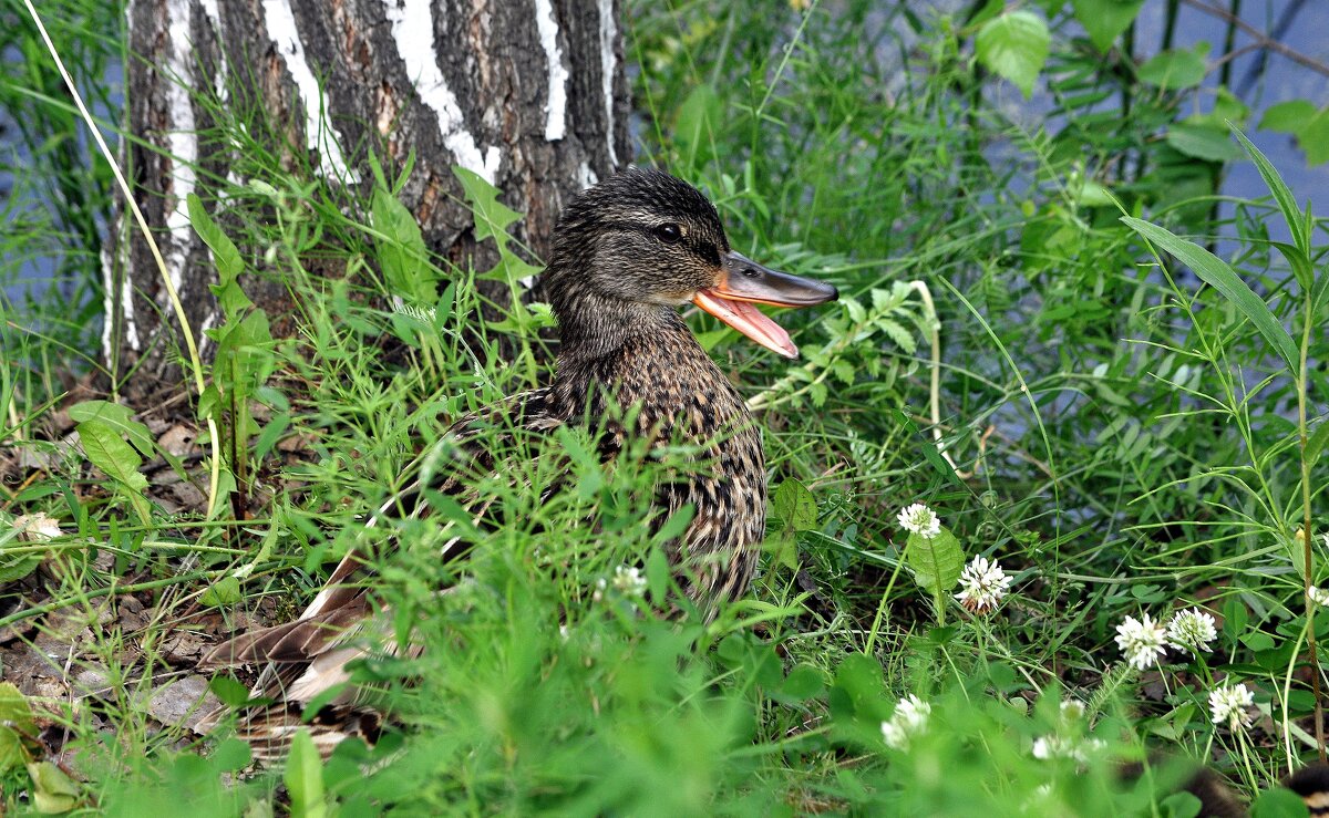 Жарко даже в тени.... - Анатолий Анищик Жарко даже в тени.... - Анатолий Анищик