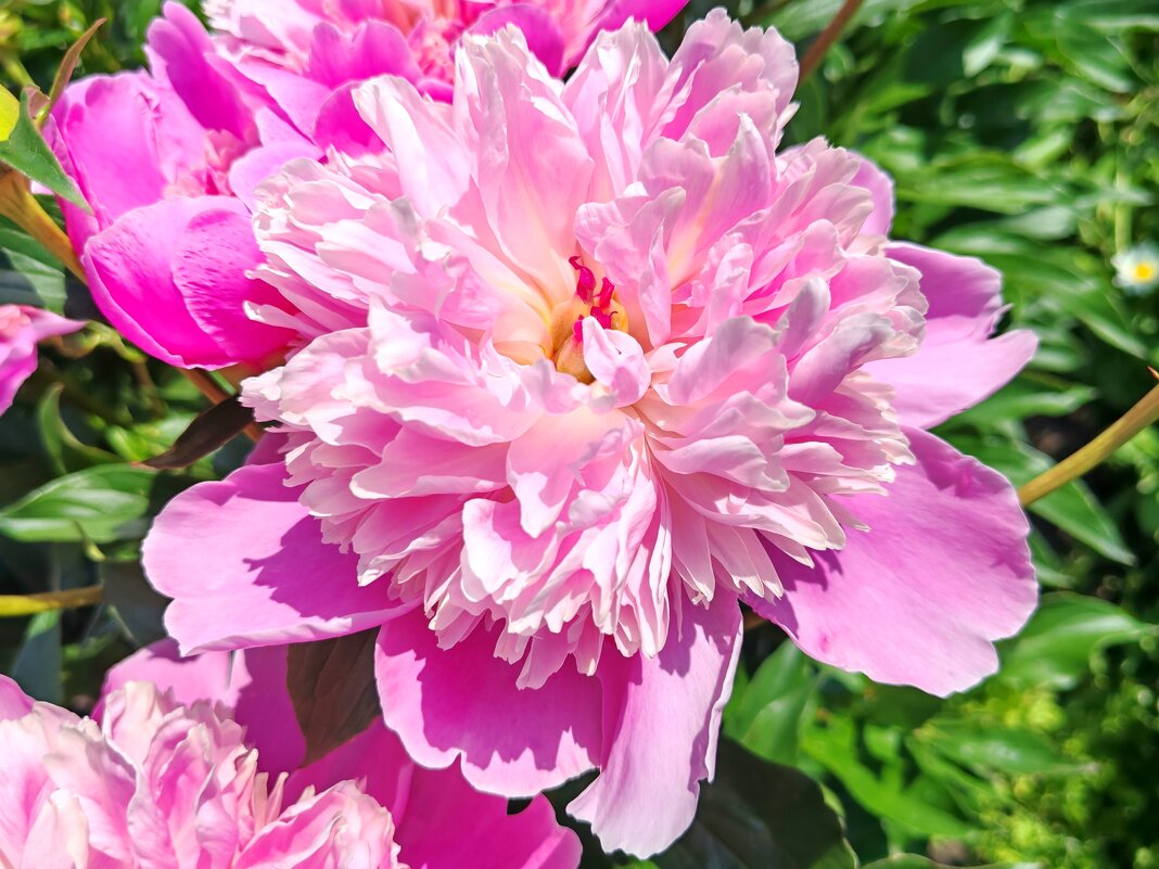 пион - Владимир Зыбин пион - Владимир Зыбин