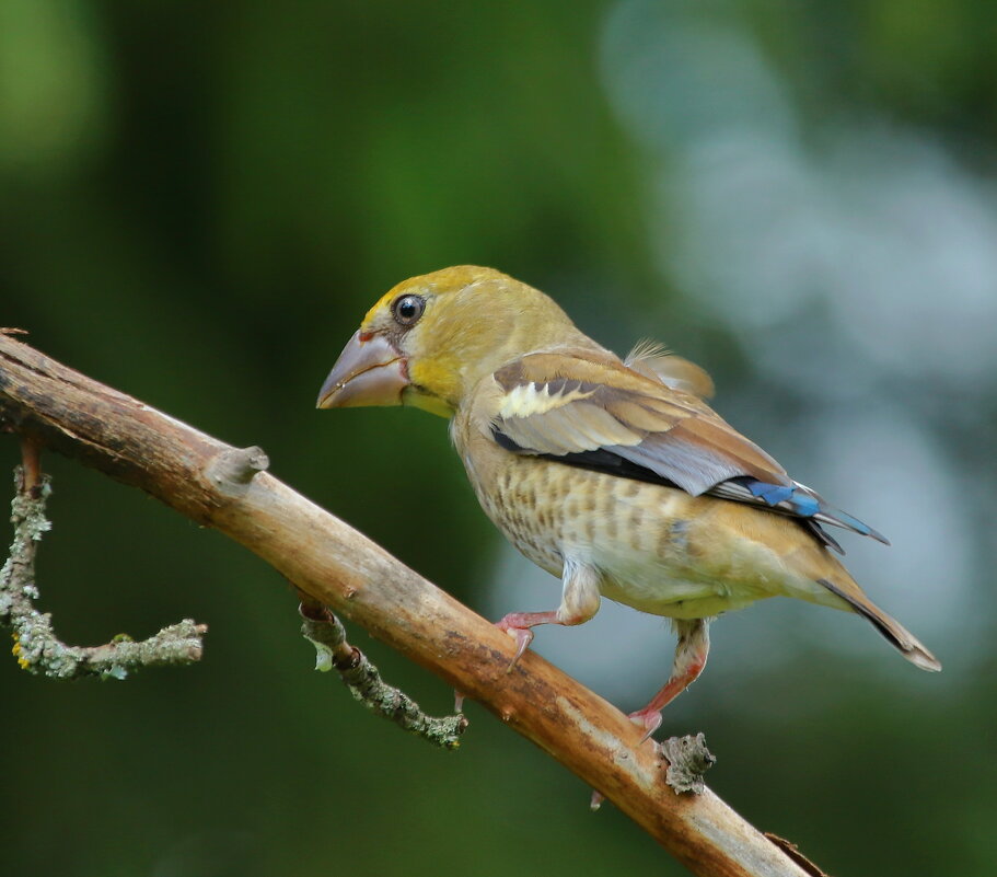 молодой ещё птах... - Andrey Bragin 