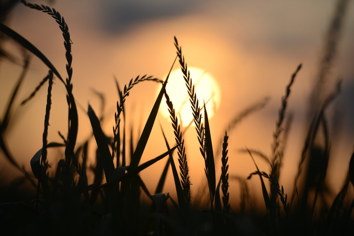 На заре - Алексей Коренко