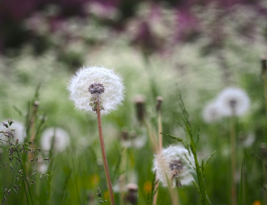 Лето вначале июня - Магомед .
