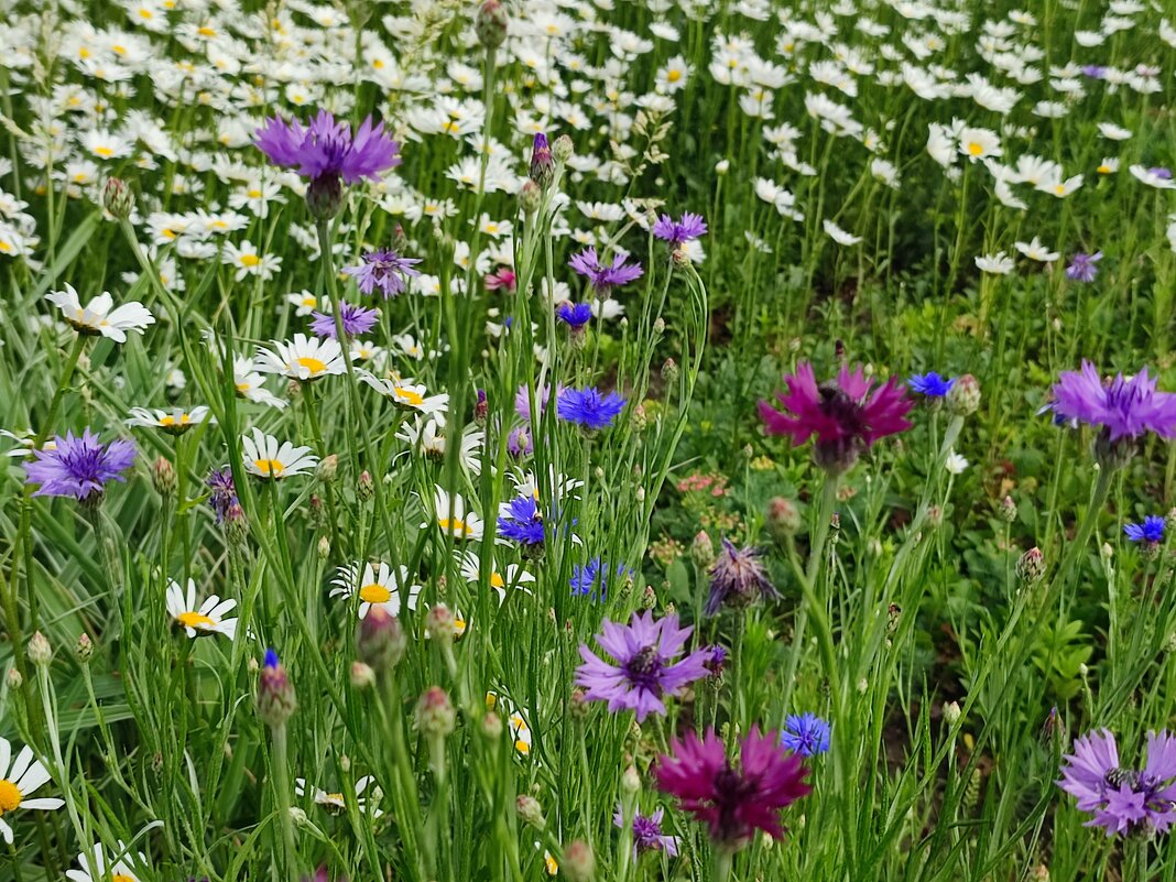 Лето - Валентина Богатко 