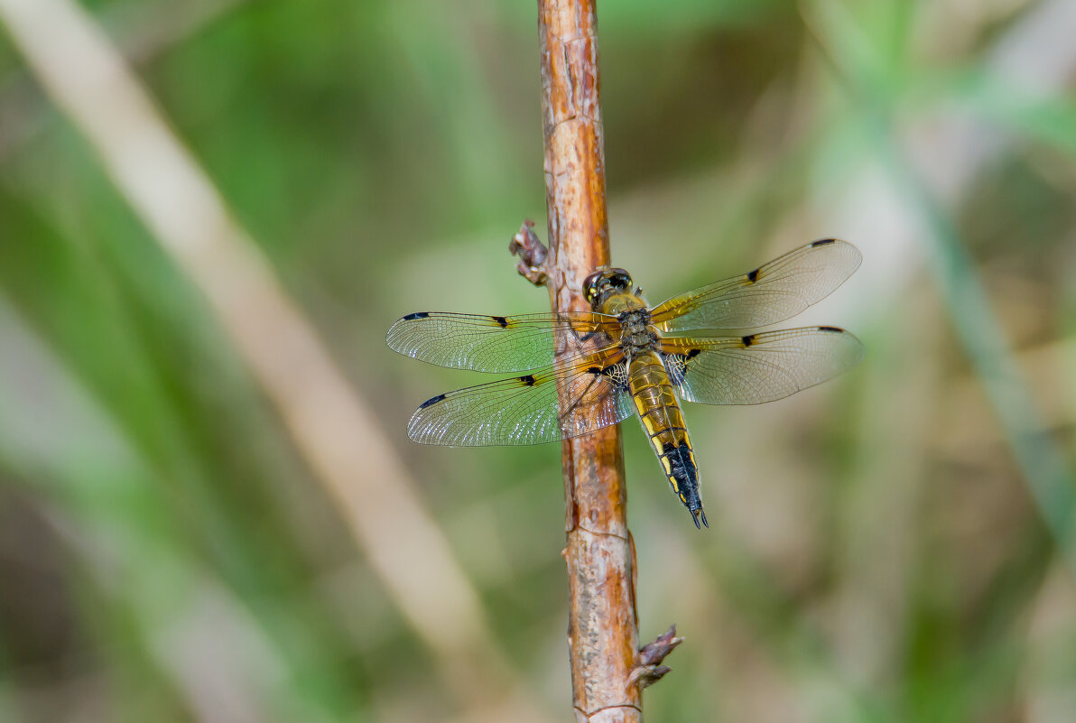 Попрыгунья-стрекоза. - Sergey (Apg) Попрыгунья-стрекоза. - Sergey (Apg)