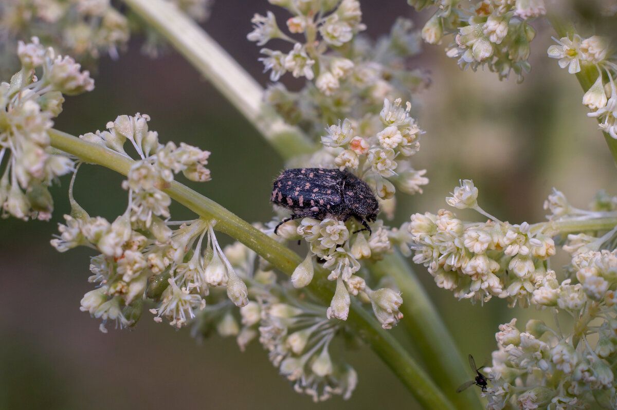 На цветах ревеня - Сергей Ц