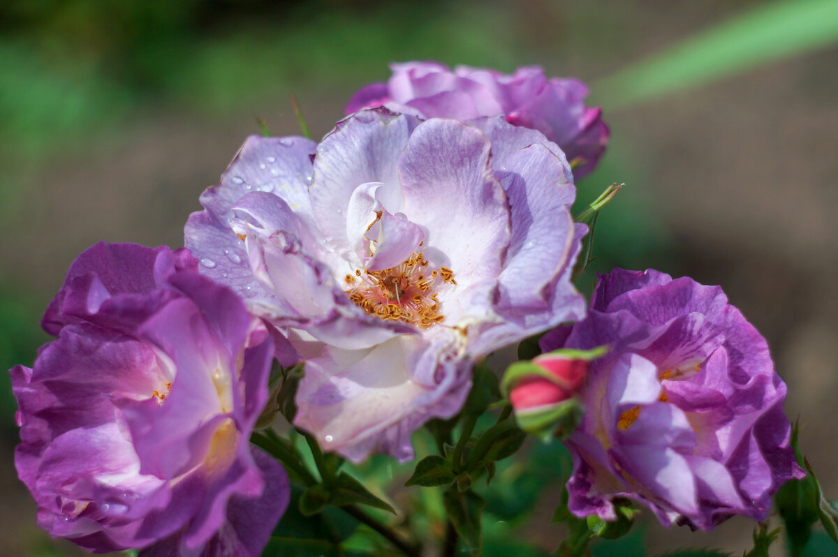 Роза Blue for You - Сергей Ц