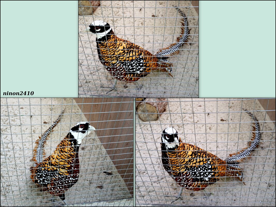 В ростовском зоопарке - Нина Бутко В ростовском зоопарке - Нина Бутко