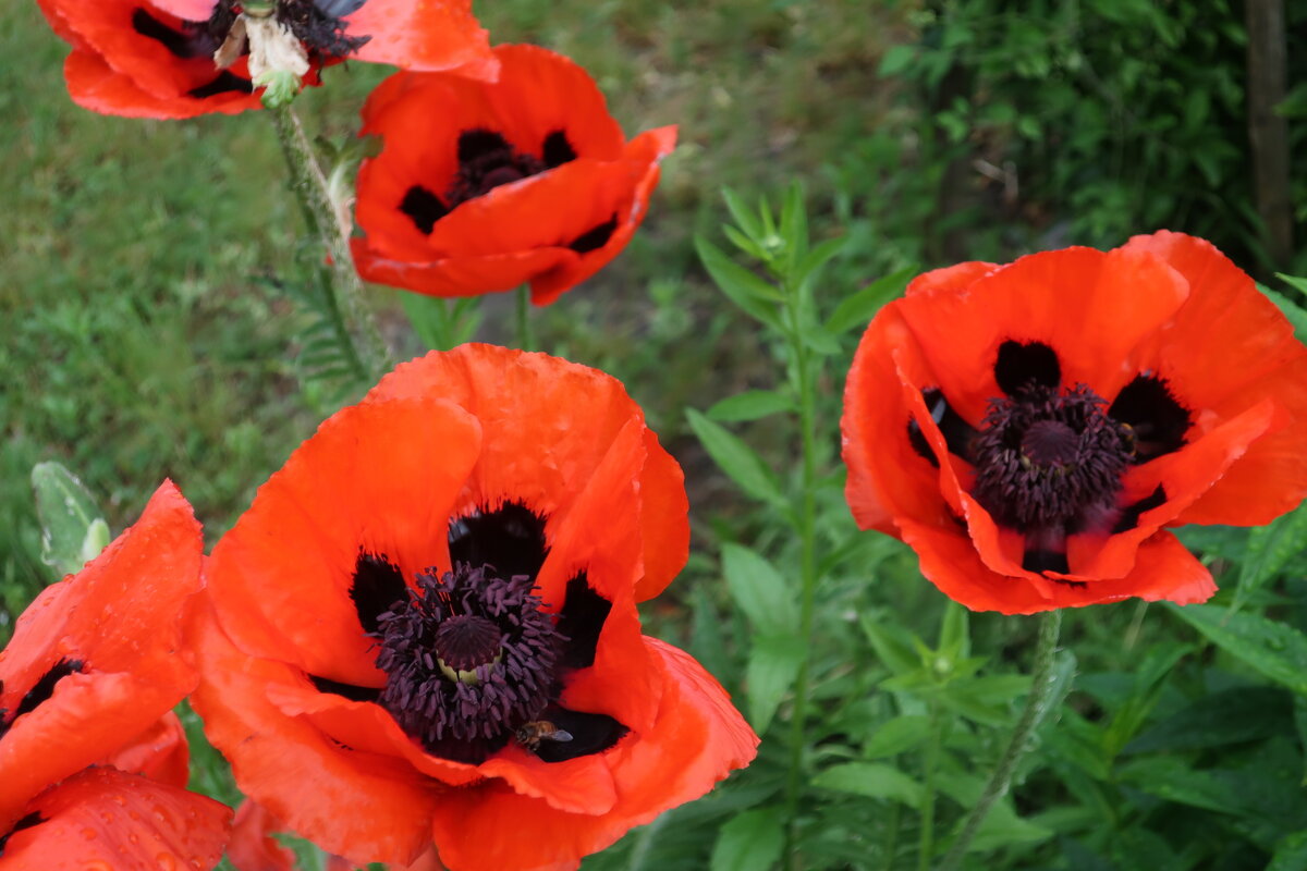 Маки - Gen Vel Маки - Gen Vel