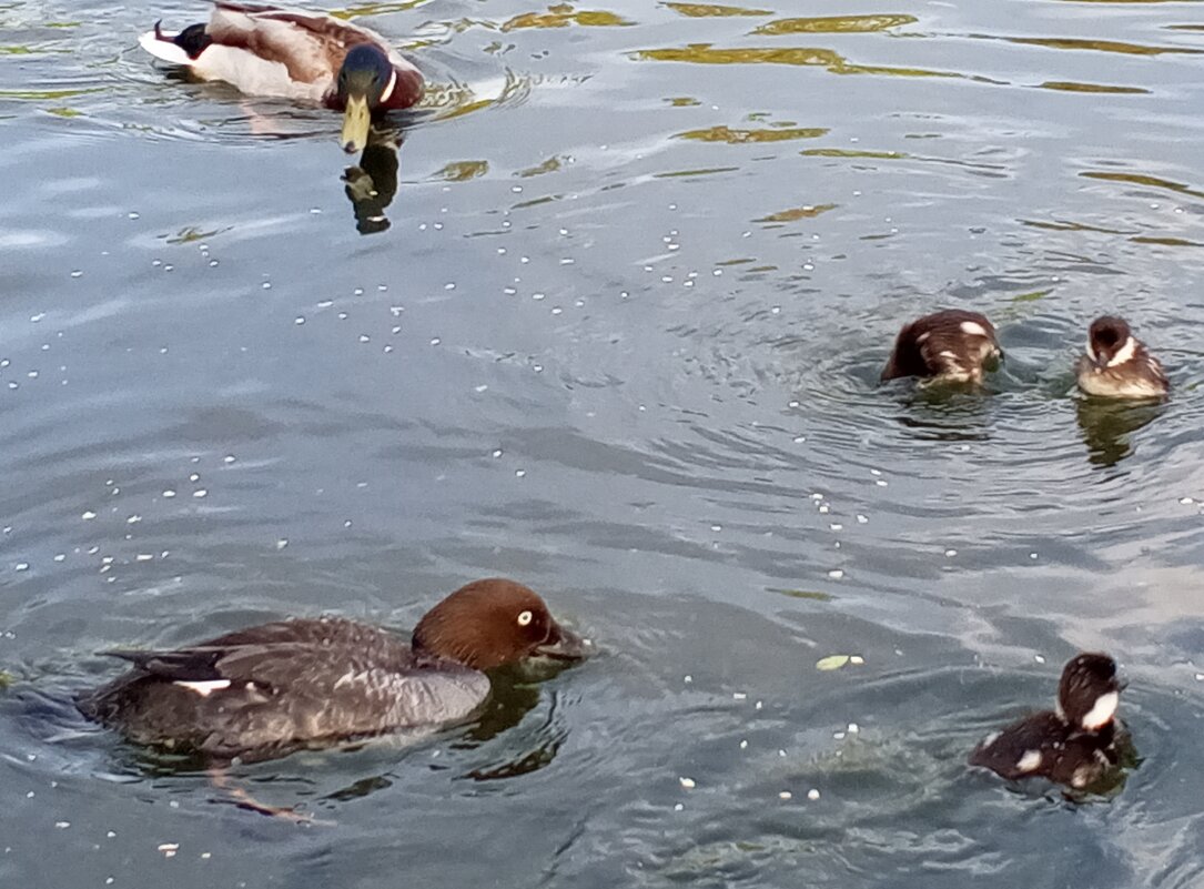 Гоголята - Сапсан 