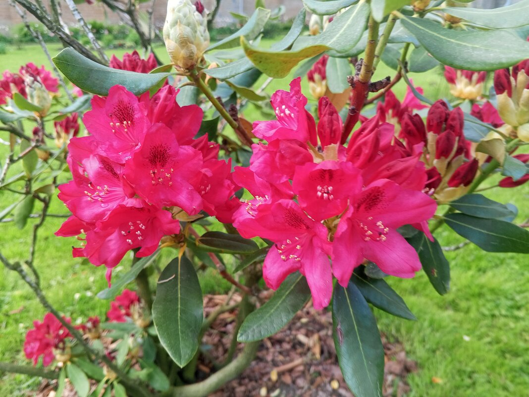 Рододендрон - Сапсан 