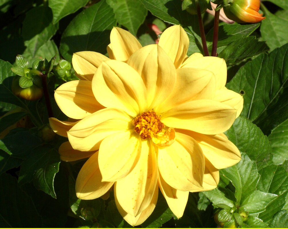 Георгин. - Ирина *** Георгин. - Ирина ***