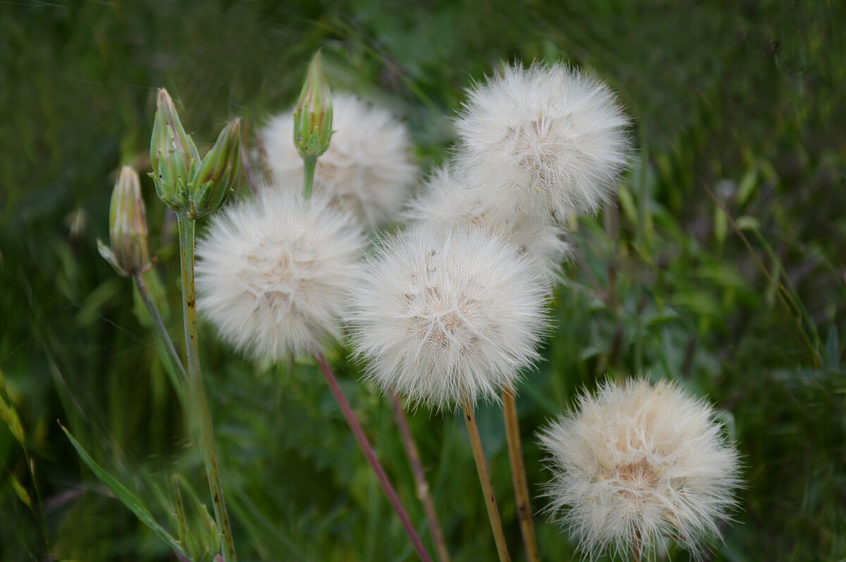 Семейка пушистиков... - Надежда Куркина Семейка пушистиков... - Надежда Куркина