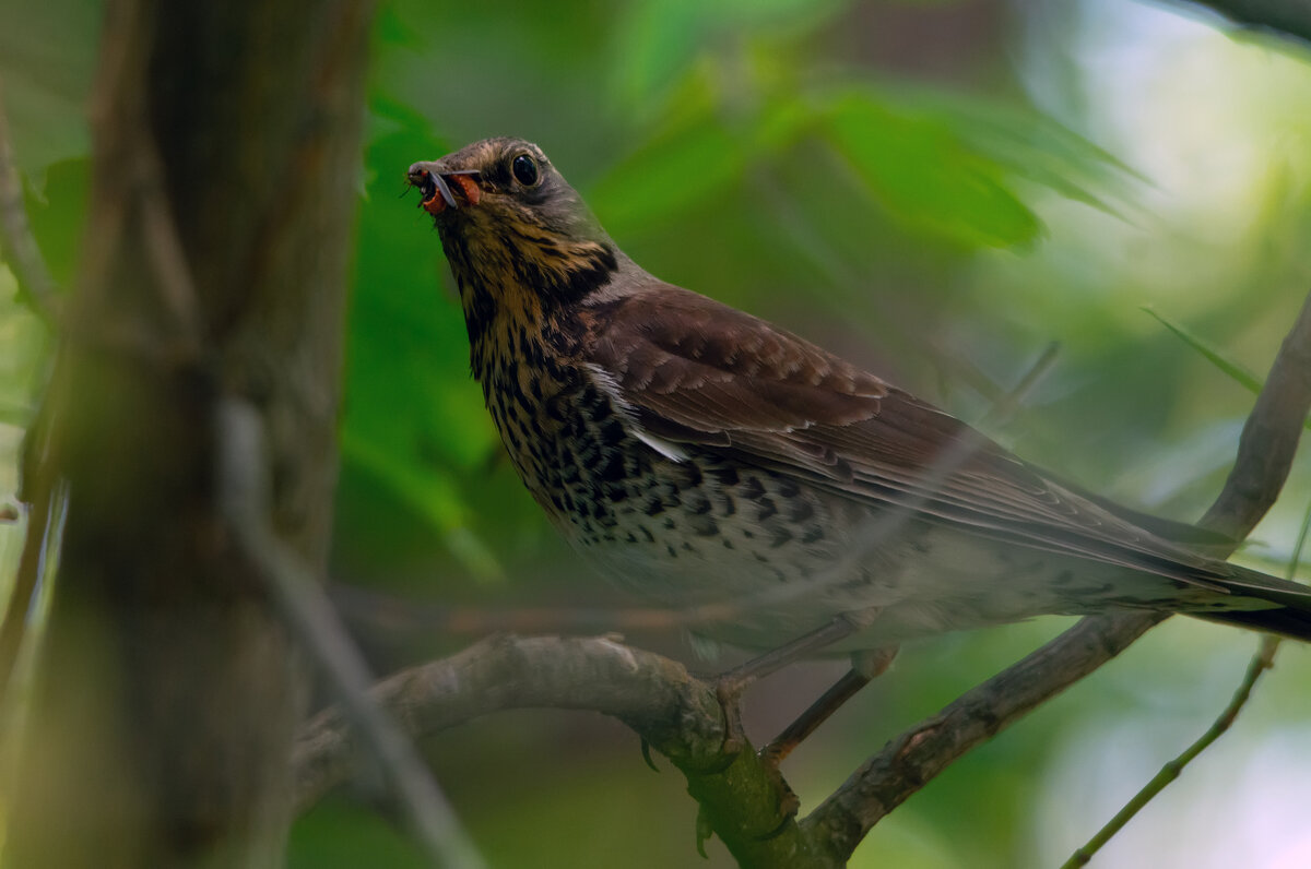 в парке - Виталий Емельянов