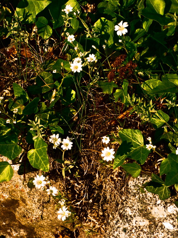 Летние этюды 24 - Алексей Кузнецов