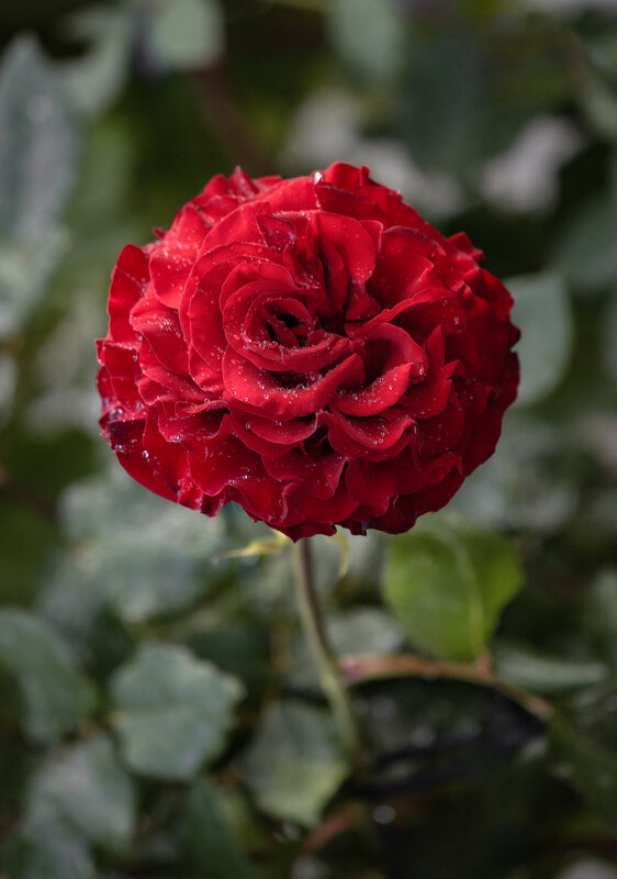 Кокетка - Валерий Басыров Кокетка - Валерий Басыров